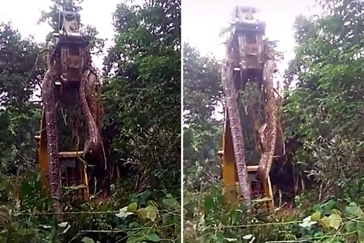 Nevojitet vinçi për ta zhvendosur gjarprin gjigant në pyjet tropikale të Dominikas (VIDEO)
