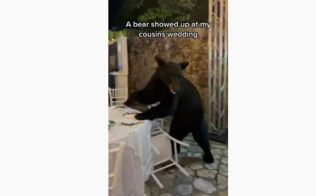 Meksikë: Ariu shkon si i "paftuar" në dasmë dhe bën kërdi (VIDEO)