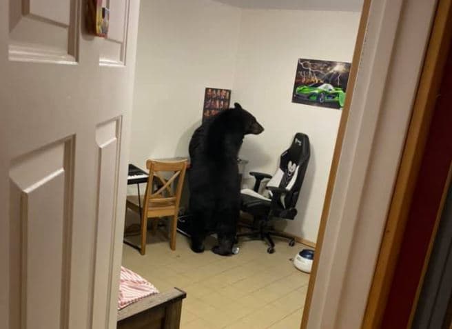 Ariu hyn në shtëpinë e një burri, thyen monitorin e kompjuterit (FOTO)