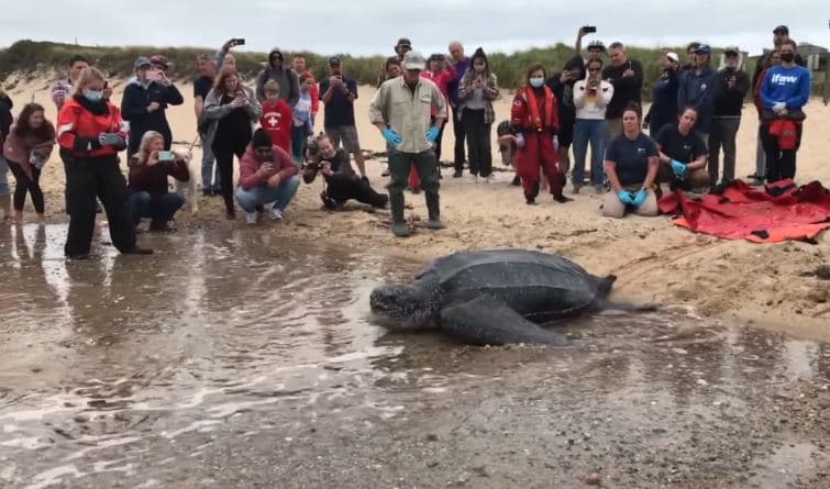 Breshka 270 kilogramëshe shpëtohet nga balta (VIDEO)