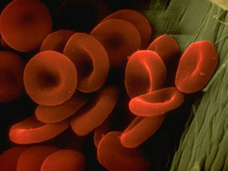 Kështu duken organet tona nën mikroskop (FOTO)
