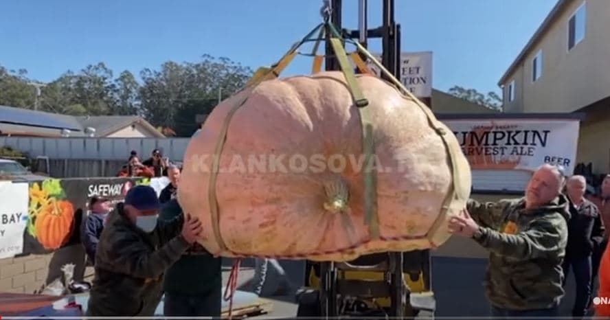 A keni parë ndonjëherë kungull që peshon afro 1 mijë kilogramë? (VIDEO)