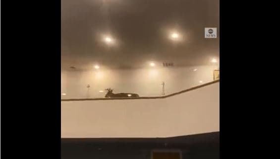 Dreri hyn në një kishë në Michigan (VIDEO)