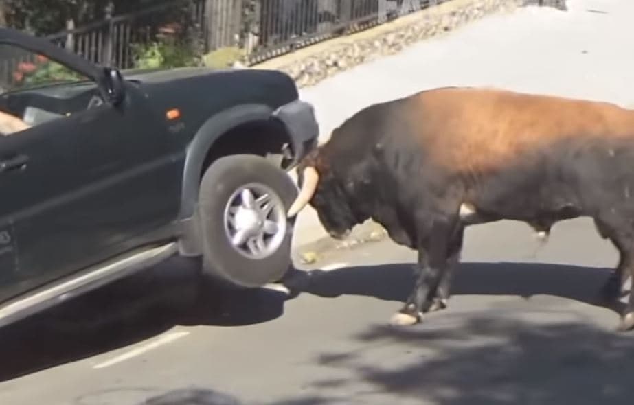 Kur kafshët duken në gjendjen e tyre më të rrezikshme (VIDEO)
