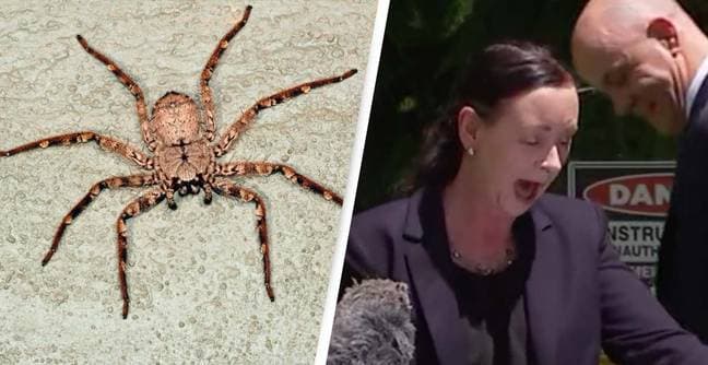 Merimanga e madhe ndërpret konferencën për shtyp të ministres australiane (VIDEO)