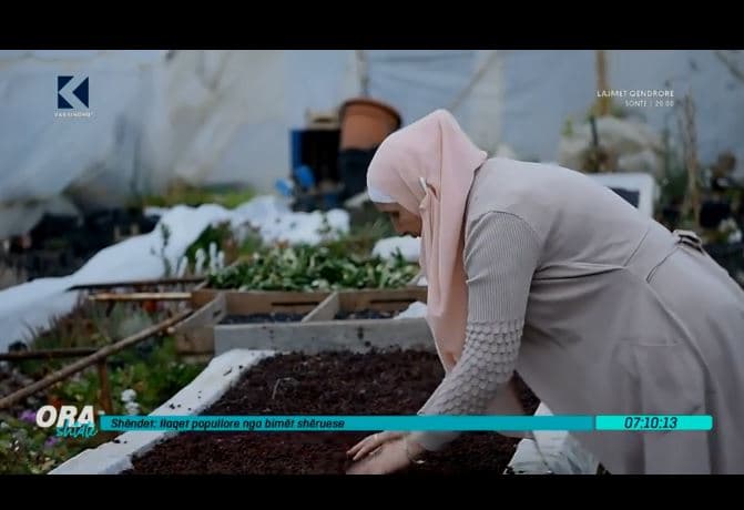 Ilaçet popullore nga bimët shëruese (VIDEO)