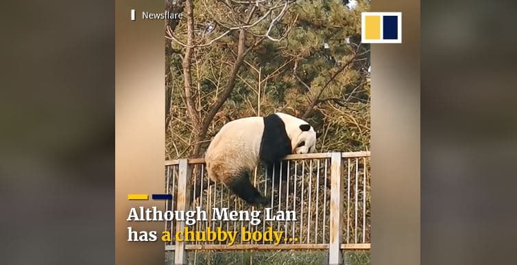 "Kung Fu Panda" e vërtetë i shkel rregullat e kopshtit zoologjik në Pekin (VIDEO)