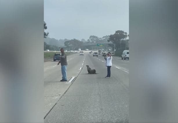 Luani i detit shpëtohet nga autostrada e San Diegos, disa kilometra larg oqeanit (VIDEO)