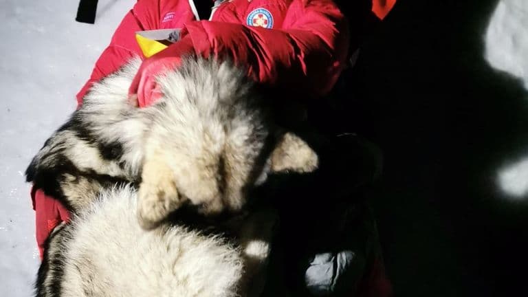 Qeni shpëton alpinistin e plagosur duke u shtrirë rreth tij për 13 orë në mal