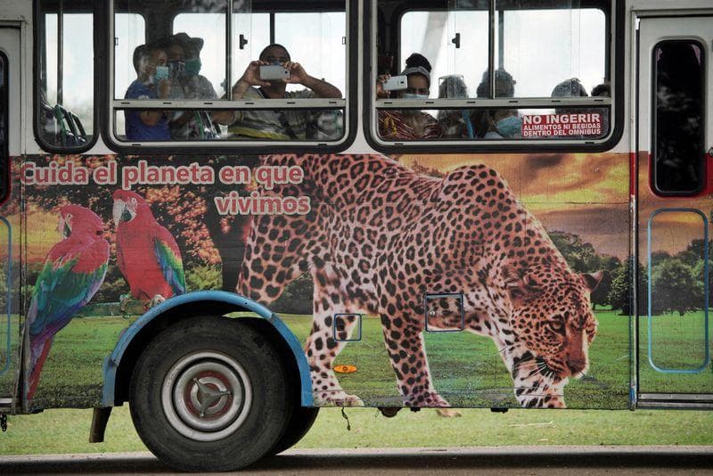 Fëmijët kubanë me nevoja të veçanta përkëdhelin jaguarët dhe gjarpërinjtë, për terapi
