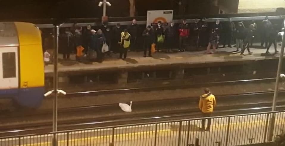 Mjellma kokëfortë vonon trenat e metrosë së Londrës