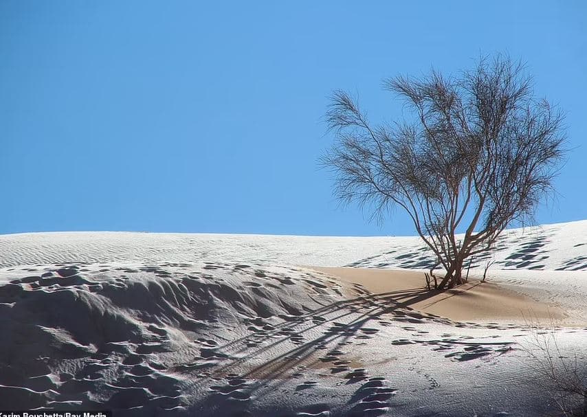 Sërish borë në Sahara