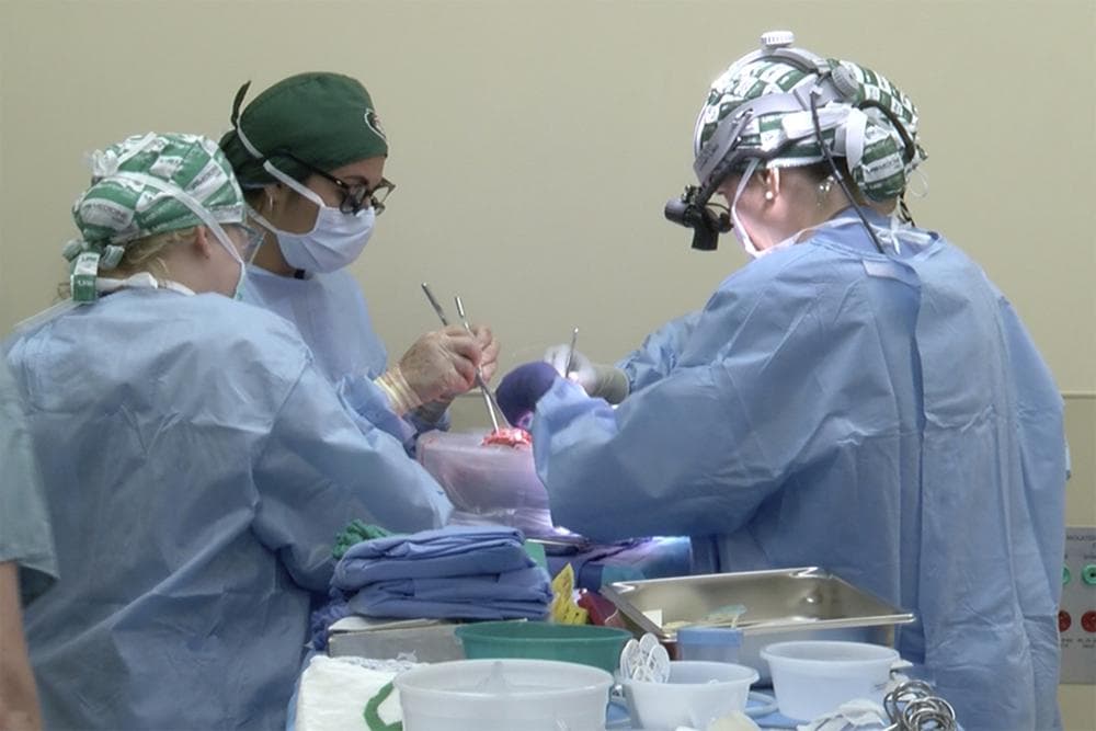 Pas transplantimit të zemrës, testohet në Alabama transplanti i veshkave nga derri te njeriu