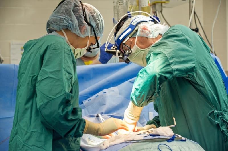 Gjaku, testiset, veshka, zemra - organet e kafshëve që u transplantuan te njeriu