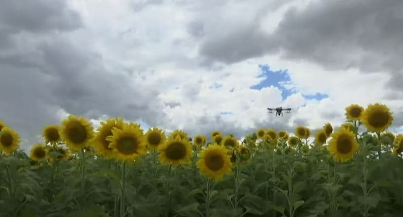 Kjo është ferma e parë në botë që mbolli lulediell me dron (VIDEO)