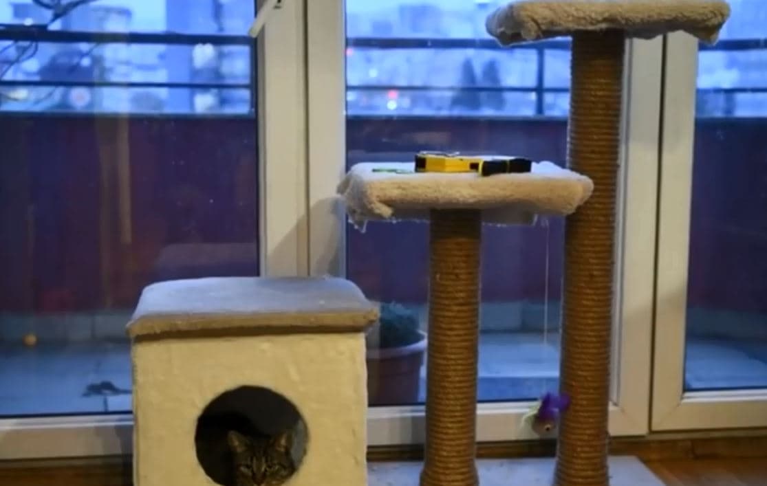 Aksesorë punëdore që i dedikohen lojërave të maceve (VIDEO)