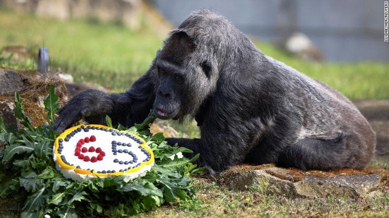 Gorilla më e vjetër në botë sapo mbushi 65 vjet (FOTO)