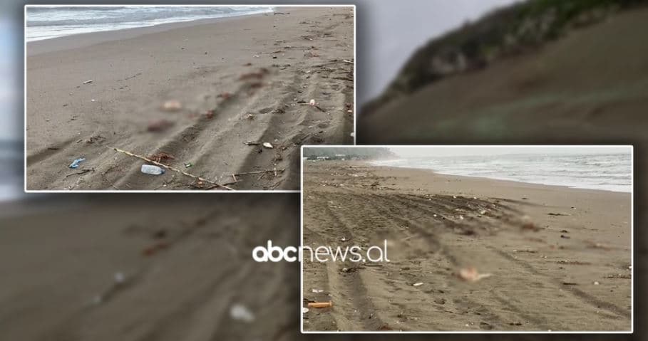 Bregdeti i Shëngjinit "mbulohet" nga pulat e ngordhura