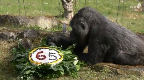 Kopshti Zoologjik i Berlinit ia feston ditëlindjen e 65-të gorillës Fatou (VIDEO)