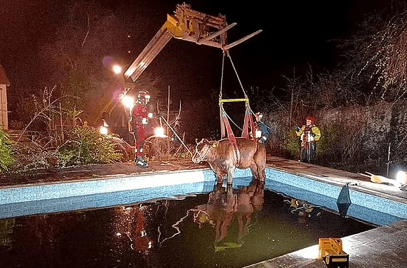 Kau 600 kilogramësh bie në pishinë, shpëtohet nga zjarrfikësit (FOTO)