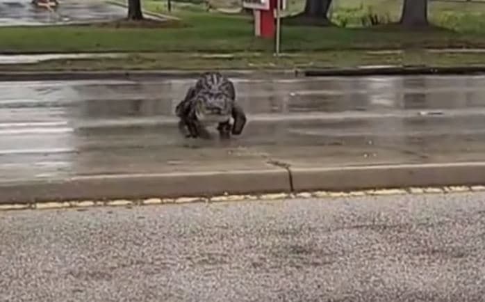 Momenti kur një krokodil i madh ndalon trafikun për ta kaluar rrugën (VIDEO)