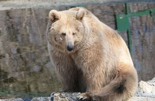 Ngordh Masha, ariu ukrainas që i bëri fëmijët refugjatë të buzëqeshnin