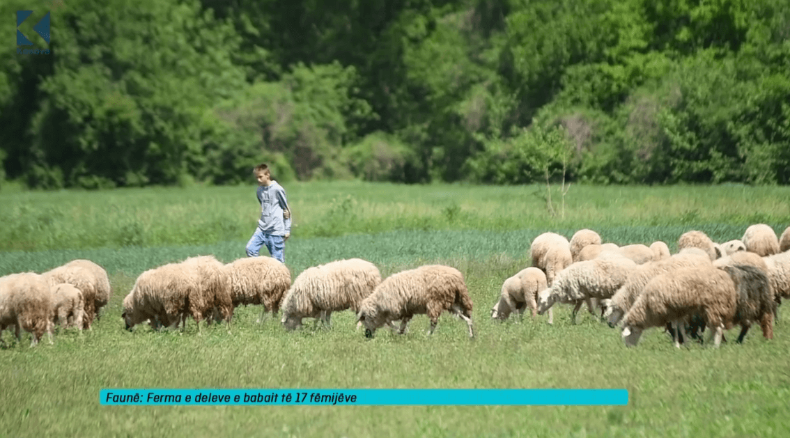 Babai i 17 fëmijëve i cili posedon një fermë të deleve (VIDEO)