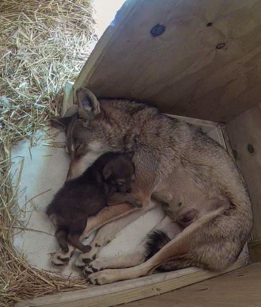 Kopshti zoologjik i Rhode Island mirëpret lindjen e ujkut më të rrezikuar në botë