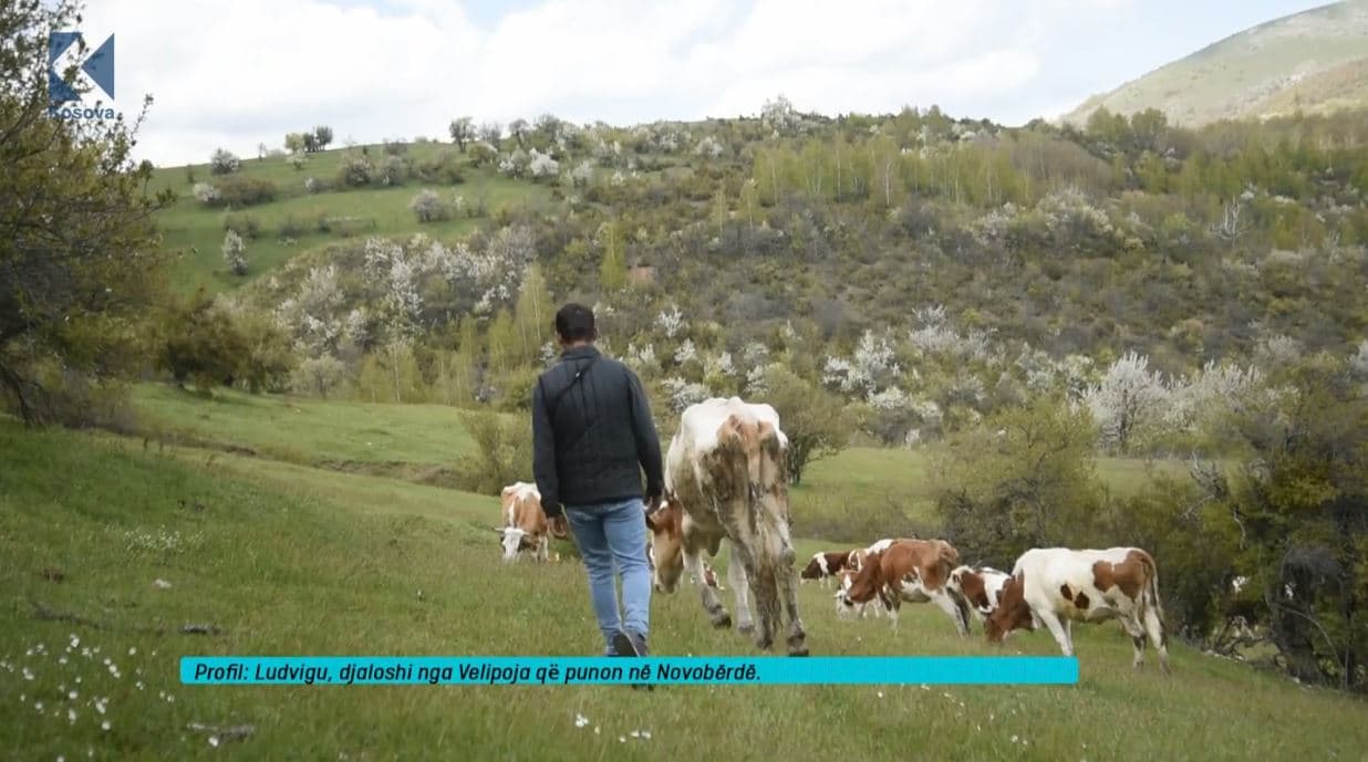 Ludvigu, djaloshi nga Velipoja që punon në Novobërdë (VIDEO)