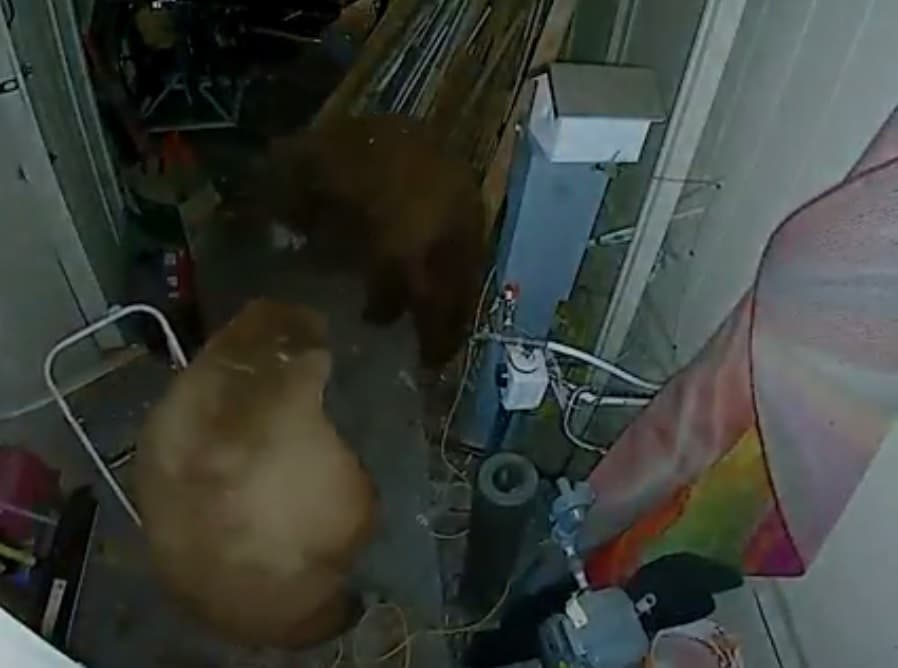 Arinjtë përleshen në garazhin e shtëpisë së një gruaje