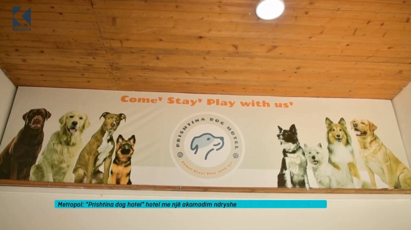 "Prishtina dog hotel", hotel me një akomodim ndryshe (VIDEO)