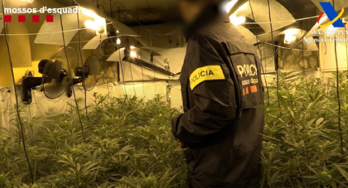 Kultivuan dhjetëra plantacione me kanabis në Spanjë, shkatërrohet organizata e drejtuar nga shqiptarët