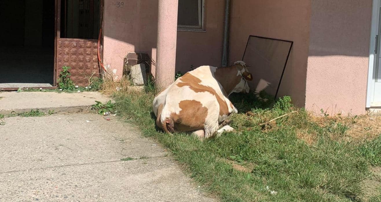 Lopa që çdo ditë gjen hije te banesat e bardha në Prishtinë (FOTO)