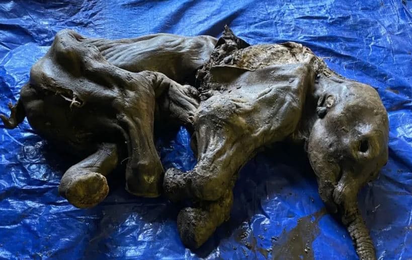 Mbetjet e një mamuthi 30 mijë vjeçar, gjenden në Kanada