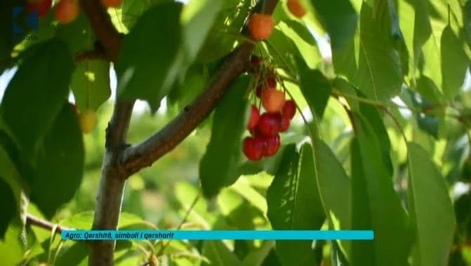 Qershitë, simbol i qershorit (VIDEO)