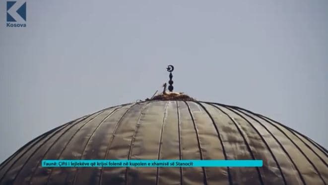 Çifti i lejlekëve me fole në kupolën e xhamisë së Stanocit (VIDEO)
