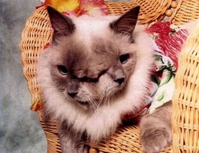Lind macja me dy fytyra në Tajlandë (FOTO)