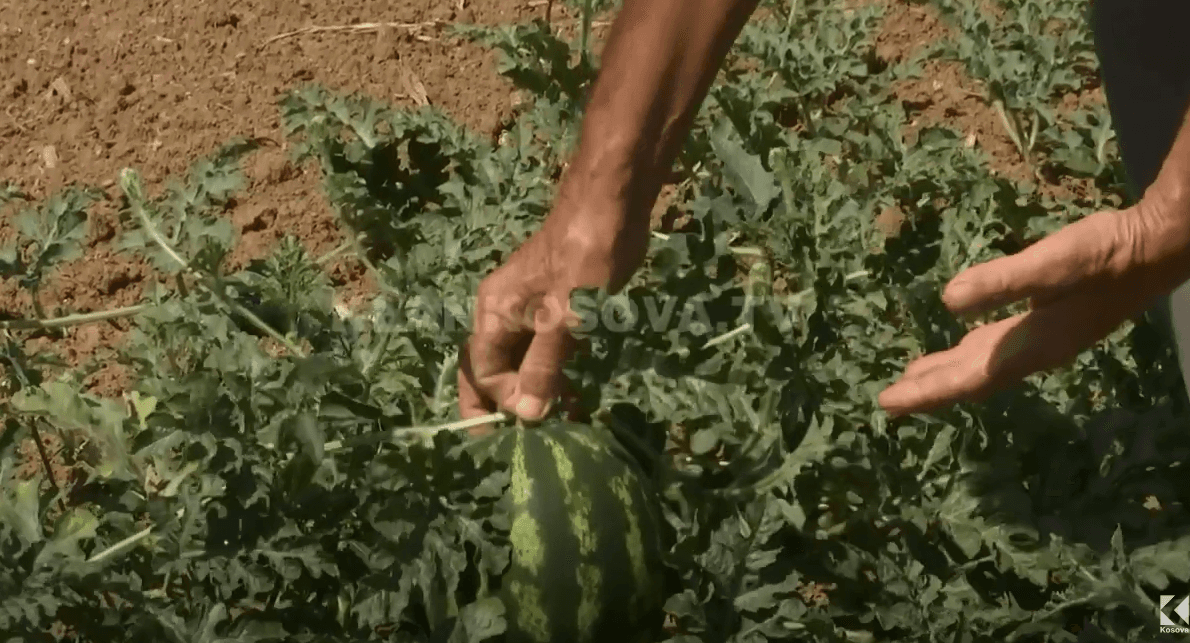 Bostanin s’e shtrenjton nafta, por nuk sjell fitime (VIDEO)