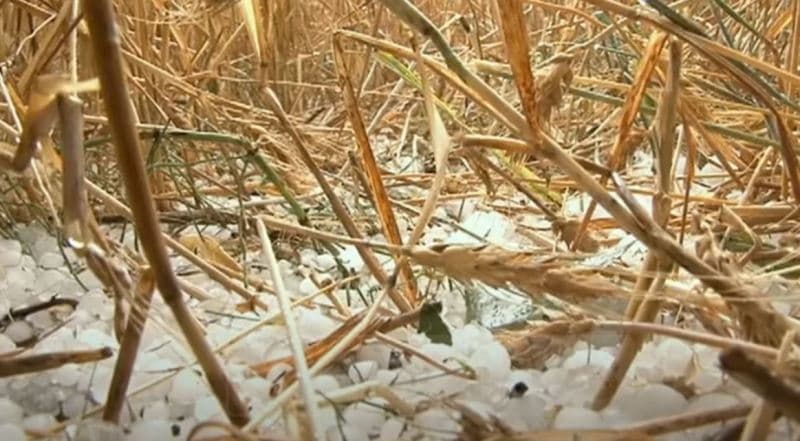 Breshëri në Shqipëri "korr" grurin për 30 minuta (VIDEO)