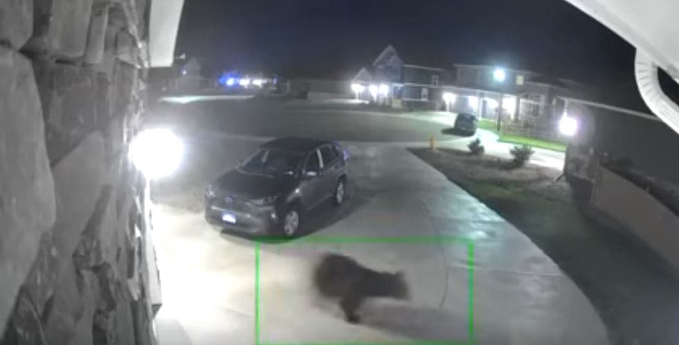 Qenushi ndjek ariun duke e larguar nga lagjja (VIDEO)