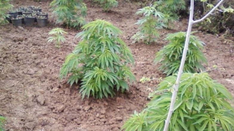 Suharekë: Në një shtëpi të pabanuar gjenden tri bimë të kanabisit