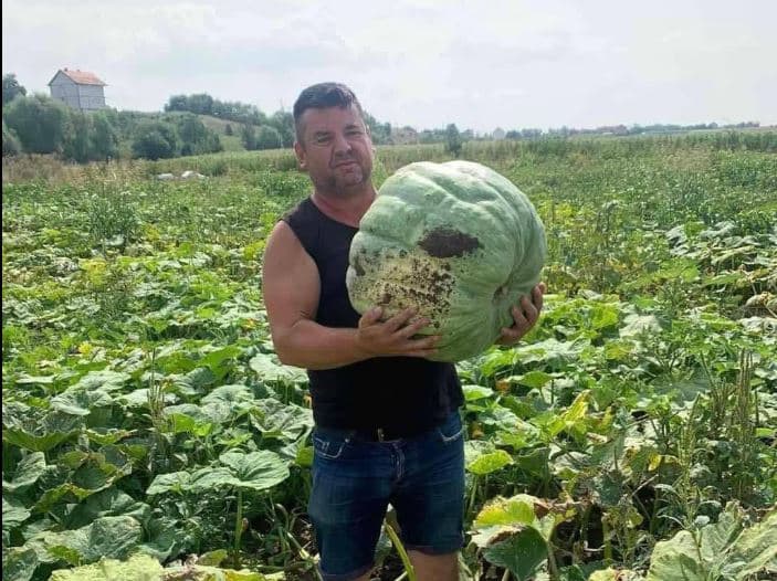 Banori i Kçiqit të Mitrovicës e kultivon kungullin me peshë 25 kilogramë (FOTO)