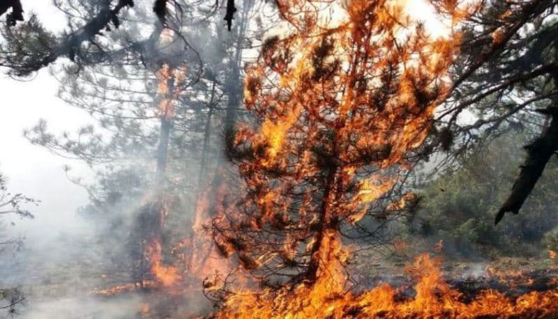 Rëndohet situata me zjarre në Shqipëri, 34 vatra në 24 orë, mbi 1 mijë forca në terren