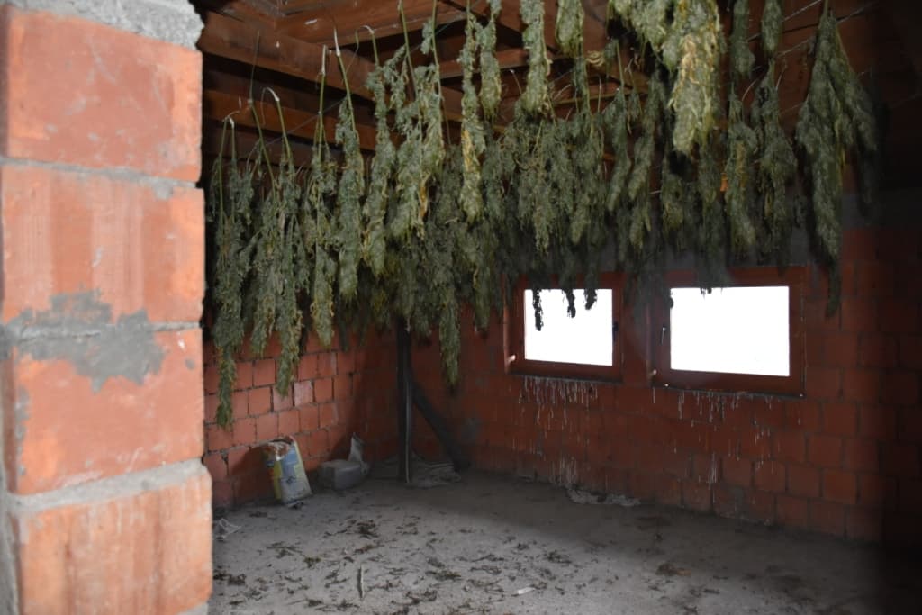 Policia jep detaje për aksionin e sotëm ku u konfiskuan mbi 68 kg marihuanë