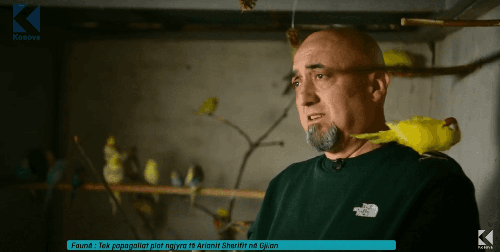 Tek papagallat plot ngjyra të Arianit Sherifit në Gjilan (VIDEO)