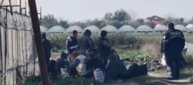 Operacion anti-drogë në Berat, ndalohen 80 gra në një fermë kanabisi