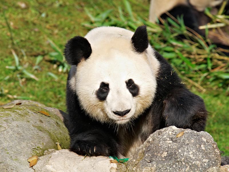 E mori dhuratë nga Kina, ngordh panda gjigante në Tajvan