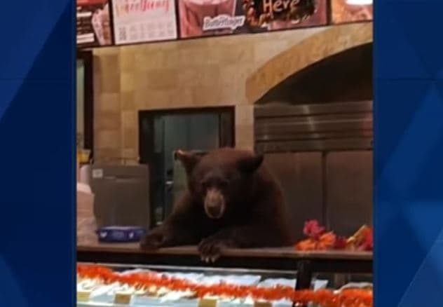 Ariu hyn në kafene, vjedh biskota (VIDEO)