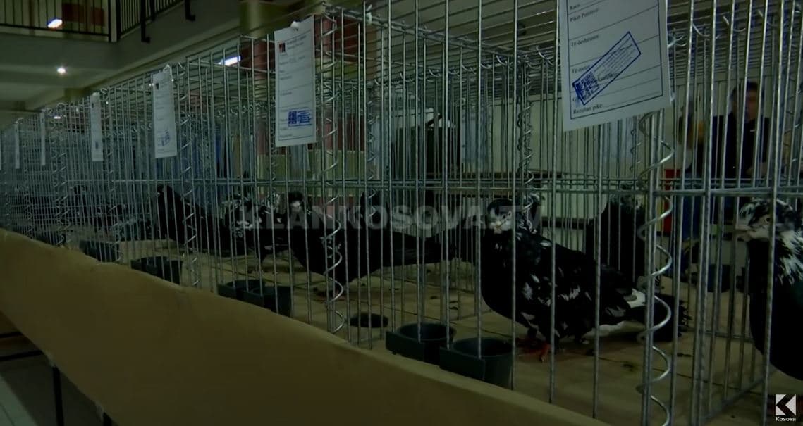 Prezantohen pëllumbat autoktonë (VIDEO)
