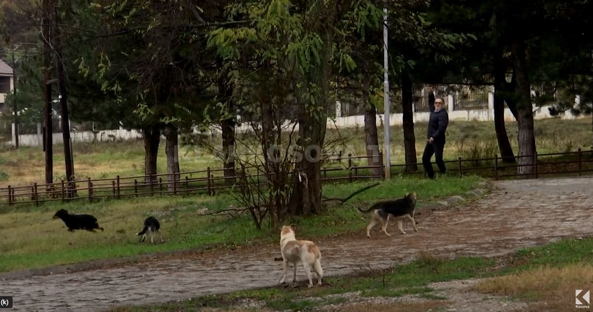 Mjekët shqetësohen nga lopët e qentë (VIDEO)